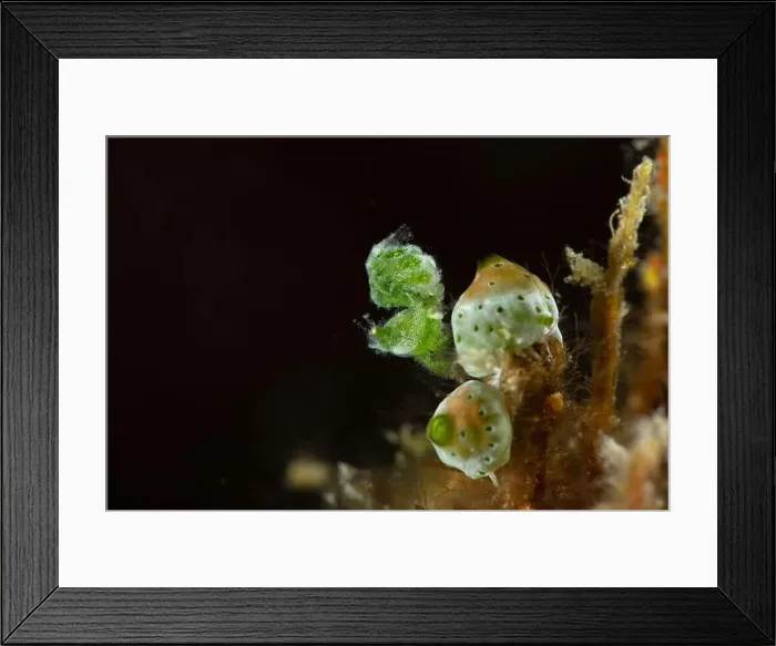Framed Print : Tiny Green Hairy Shrimp (Phycocaris sp). Underwater macro photography from Romblon, Philippines Framed Print : Tiny Green Hairy Shrimp (Phycocaris sp). Underwater macro photography from Romblon, Philippines
