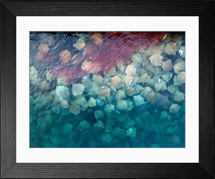 Framed Print : Stingray watching point in Malé city, maldives islands. Next to the port and fish market Framed Print : Stingray watching point in Malé city, maldives islands. Next to the port and fish market