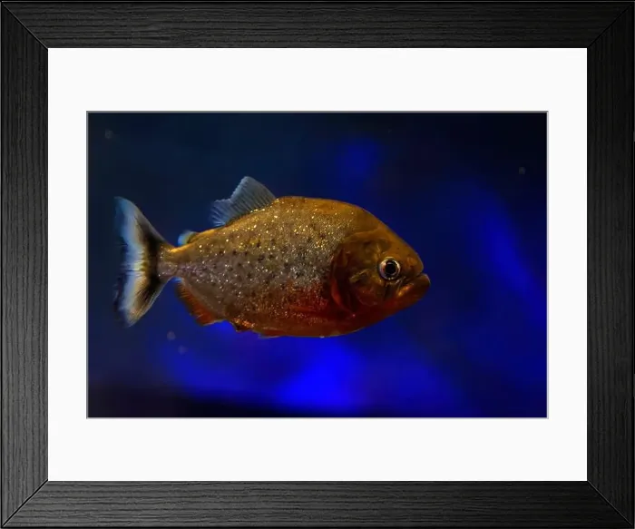 Framed Print : A red piranha fish close up detail underwater Pygocentrus nattereri Framed Print : A red piranha fish close up detail underwater Pygocentrus nattereri