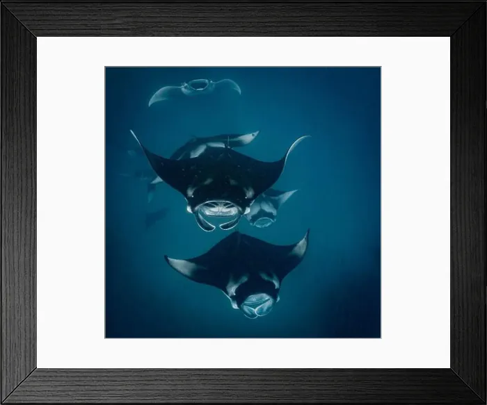 Framed Print : Manta ray feeding on plankton in the Maldives
