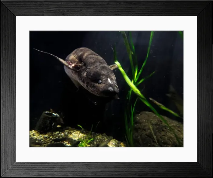 Framed Print : A West african lungfish Protopterus annectens underwater portrait Framed Print : A West african lungfish Protopterus annectens underwater portrait