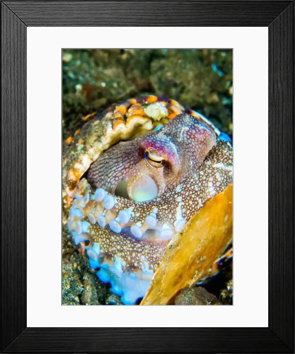 Framed Print : Coconut Octopus, Amphioctopus Marginatus, Reef Building Corals, Coral Reef, Lembeh, North Sulawesi, Indonesia, Asia