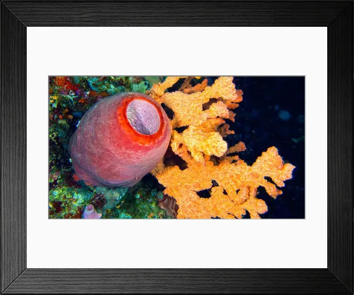 Framed Print : Tube Sponge, Reef Building Corals, Coral Reef, Bunaken National Marine Park, Bunaken, North Sulawesi, Indonesia, Asia Framed Print : Tube Sponge, Reef Building Corals, Coral Reef, Bunaken National Marine Park, Bunaken, North Sulawesi, Indonesia, Asia
