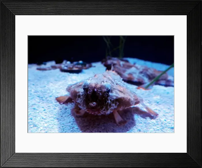 Framed Print : A batfish ogcocephalus cubiformes underwater portrait Framed Print : A batfish ogcocephalus cubiformes underwater portrait