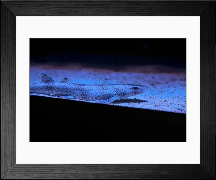 Framed Print : Tropical fish on the sand of an aquarium tank seen up close Framed Print : Tropical fish on the sand of an aquarium tank seen up close