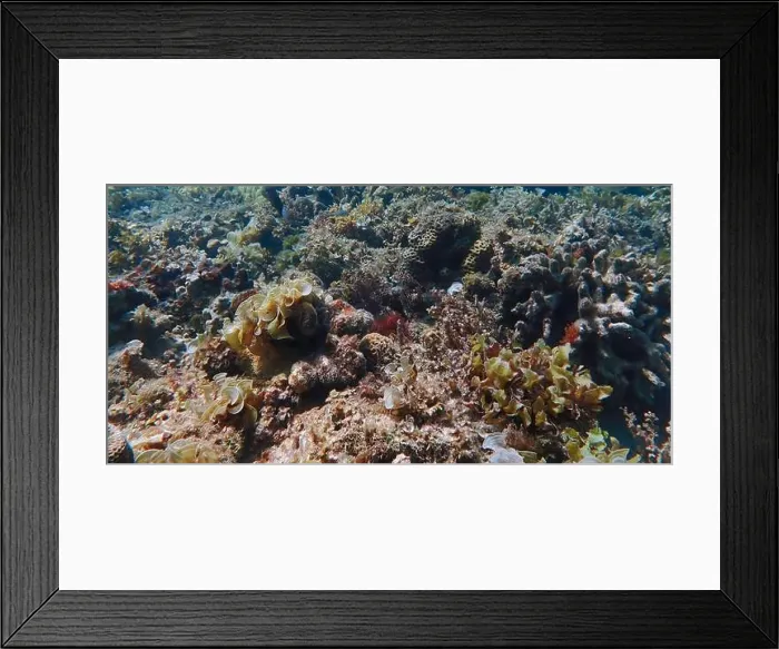 Framed Print : Vibrant coral reef with live and dead corals, surrounded by schooling reef fish in Bawean Island, East Java, Indonesia Framed Print : Vibrant coral reef with live and dead corals, surrounded by schooling reef fish in Bawean Island, East Java, Indonesia