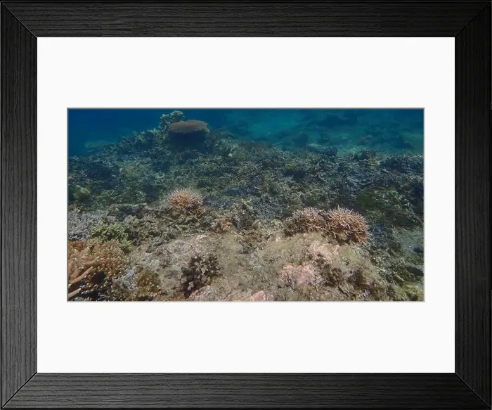Framed Print : Vibrant coral reef with live and dead corals, surrounded by schooling reef fish in Bawean Island, East Java, Indonesia Framed Print : Vibrant coral reef with live and dead corals, surrounded by schooling reef fish in Bawean Island, East Java, Indonesia