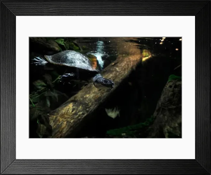 Framed Print : A new guinea snake necked turtle chelodina novae guinaeae underwater Framed Print : A new guinea snake necked turtle chelodina novae guinaeae underwater