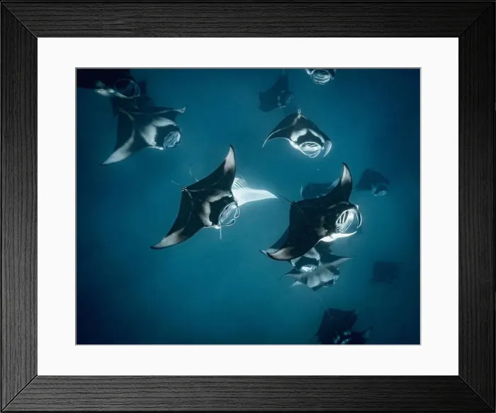 Framed Print : Manta ray feeding on plankton in the Maldives Framed Print : Manta ray feeding on plankton in the Maldives