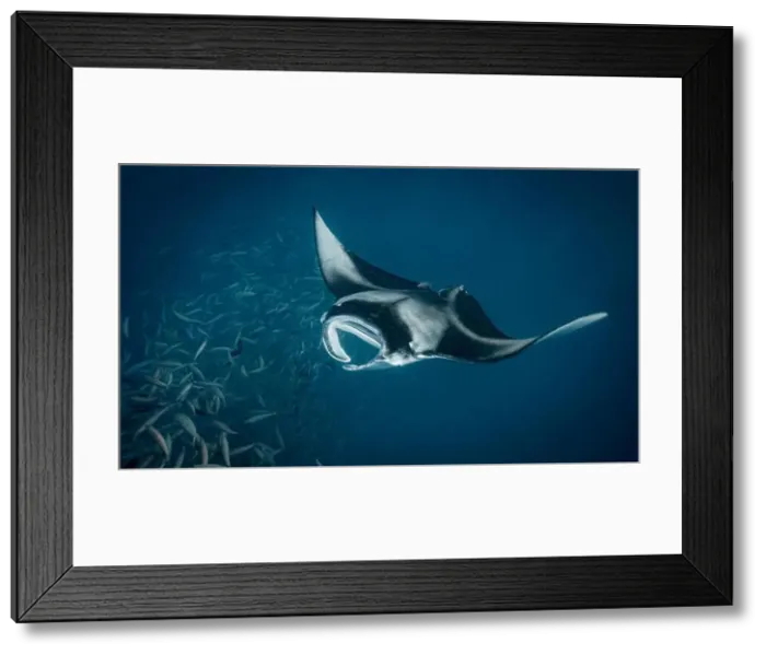 Framed Print : Manta ray feeding on plankton in the Maldives