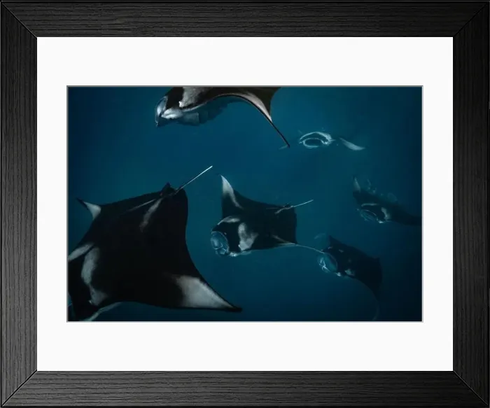 Framed Print : Manta ray feeding on plankton in the Maldives