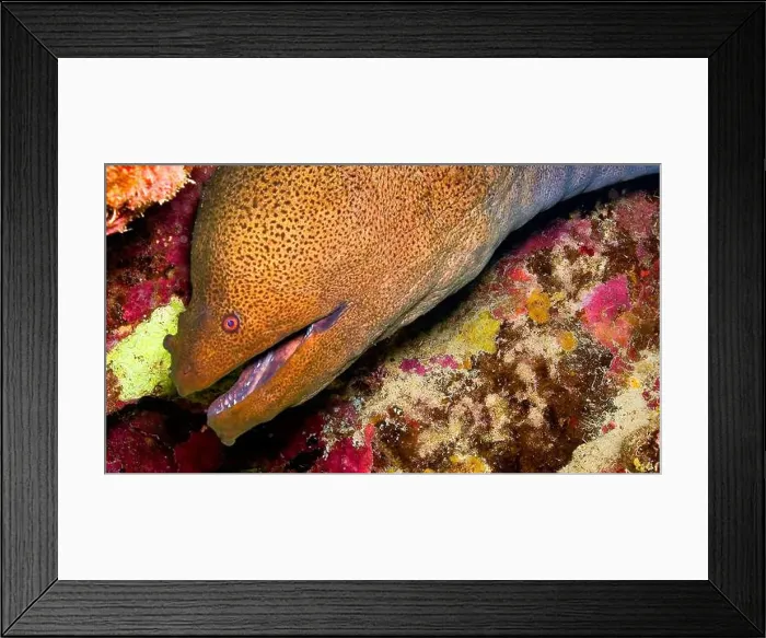 Framed Print : Giant moray, Gymnothorax jovanicus, Coral Reef, Red Sea, Egypt, Africa Framed Print : Giant moray, Gymnothorax jovanicus, Coral Reef, Red Sea, Egypt, Africa