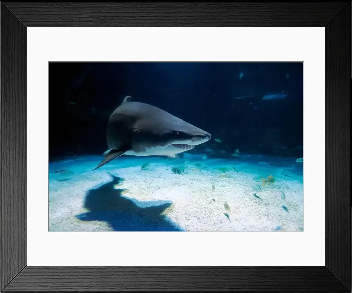 Framed Print : A Sand tiger shark underwater coming to you Framed Print : A Sand tiger shark underwater coming to you