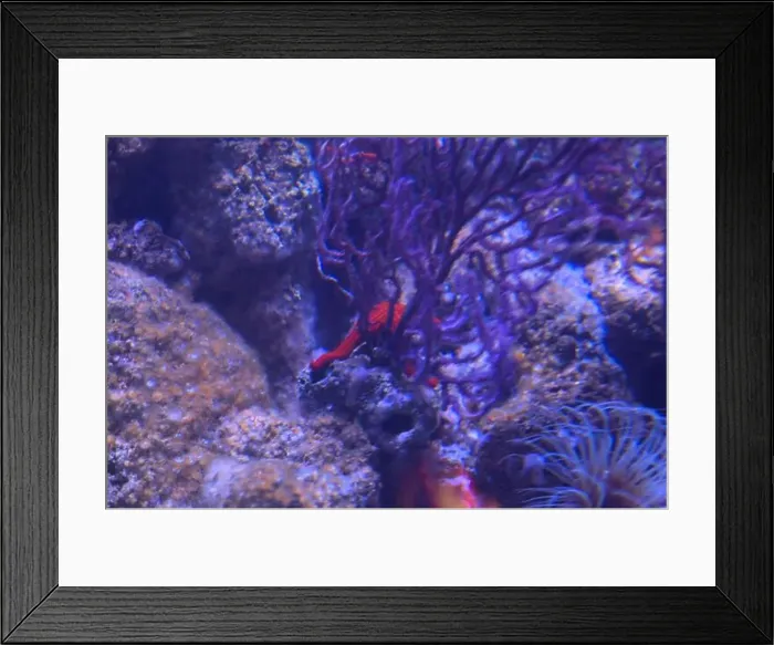 Framed Print : Starfish behind a coral on a rock in an aquarium tank seen up close Framed Print : Starfish behind a coral on a rock in an aquarium tank seen up close