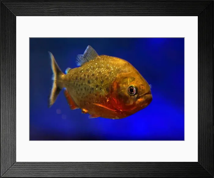 Framed Print : A red piranha fish close up detail underwater Pygocentrus nattereri Framed Print : A red piranha fish close up detail underwater Pygocentrus nattereri