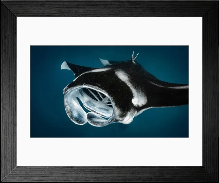Framed Print : Manta ray feeding on plankton in the Maldives Framed Print : Manta ray feeding on plankton in the Maldives