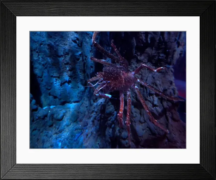 Framed Print : deep sea carrier crab underwater Framed Print : deep sea carrier crab underwater
