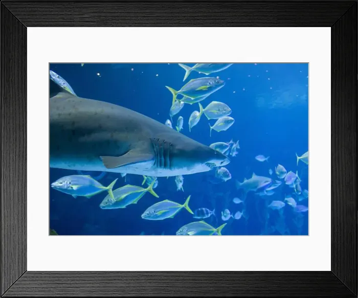 Framed Print : Sand Tiger Sharks swimming in clear blue water, surrounded by smaller fish. Underwater scene in Gran Canaria Framed Print : Sand Tiger Sharks swimming in clear blue water, surrounded by smaller fish. Underwater scene in Gran Canaria
