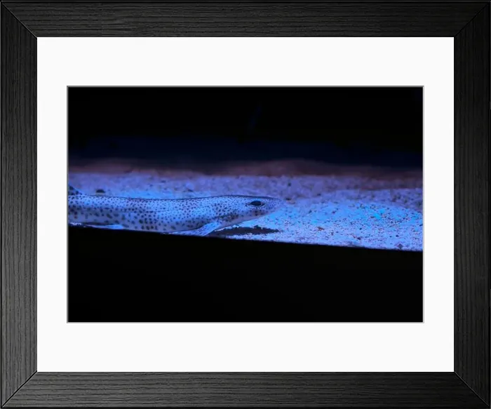 Framed Print : Tropical fish on the sand of an aquarium tank seen up close Framed Print : Tropical fish on the sand of an aquarium tank seen up close