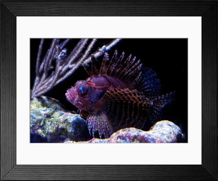Framed Print : A fuzzy dwarf lionfish dandrochirus brachypterus Framed Print : A fuzzy dwarf lionfish dandrochirus brachypterus