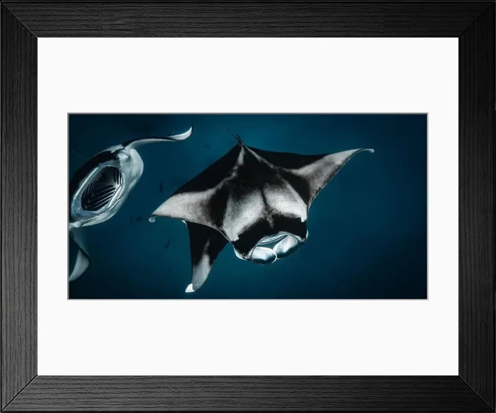 Framed Print : Manta ray feeding on plankton in the Maldives Framed Print : Manta ray feeding on plankton in the Maldives