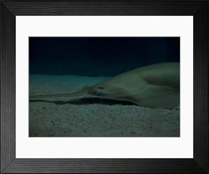 Framed Print : Sawfish on the sand in an aquarium tank seen up close Framed Print : Sawfish on the sand in an aquarium tank seen up close