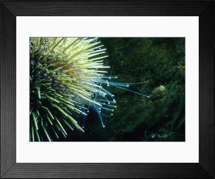 Framed Print : Green sea urchin underwater in the St. Lawrence River in Canada Framed Print : Green sea urchin underwater in the St. Lawrence River in Canada