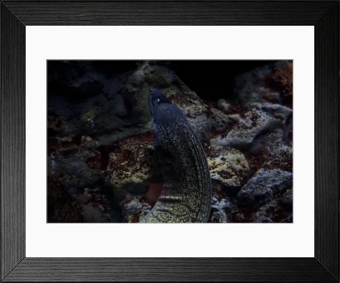 Framed Print : Muray eel in a tank with rocks in the background Framed Print : Muray eel in a tank with rocks in the background