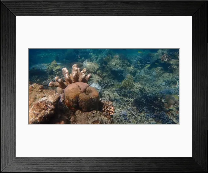 Framed Print : Vibrant coral reef with live and dead corals, surrounded by schooling reef fish in Bawean Island, East Java, Indonesia Framed Print : Vibrant coral reef with live and dead corals, surrounded by schooling reef fish in Bawean Island, East Java, Indonesia