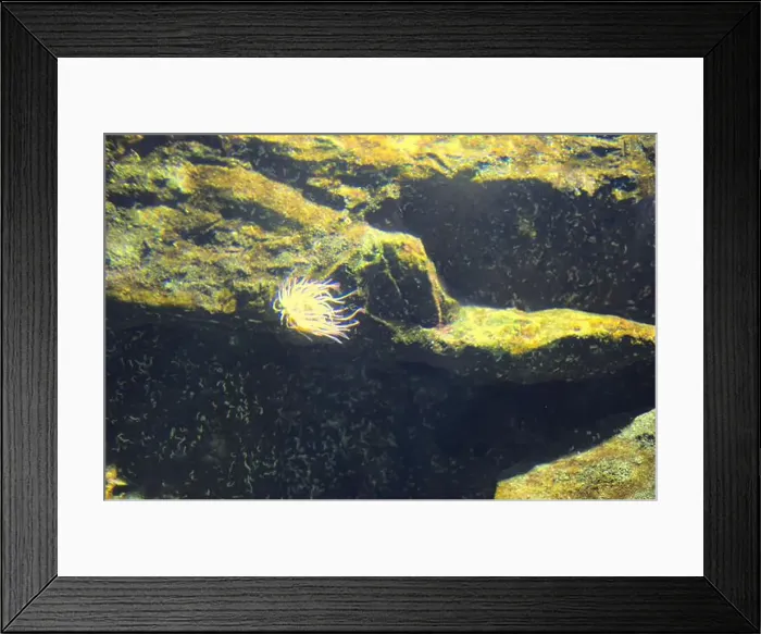 Framed Print : Anemone on a rock in an aquarium tank seen up close Framed Print : Anemone on a rock in an aquarium tank seen up close