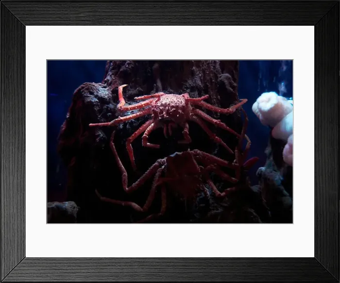 Framed Print : deep sea carrier crab underwater Framed Print : deep sea carrier crab underwater