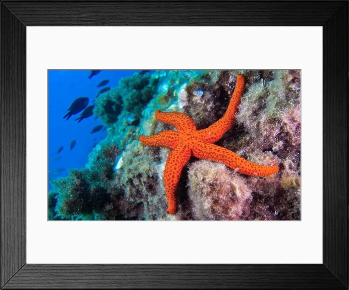 Framed Print : Red Starfish, Echinaster sepositus, Cabo Cope-Puntas del Calnegre Natural Park, Mediterranean Sea, Murcia, Spain, Europe