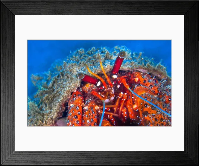 Framed Print : White Spotted Hermit Crab, Left-handed Hermit Crab Framed Print : White Spotted Hermit Crab, Left-handed Hermit Crab