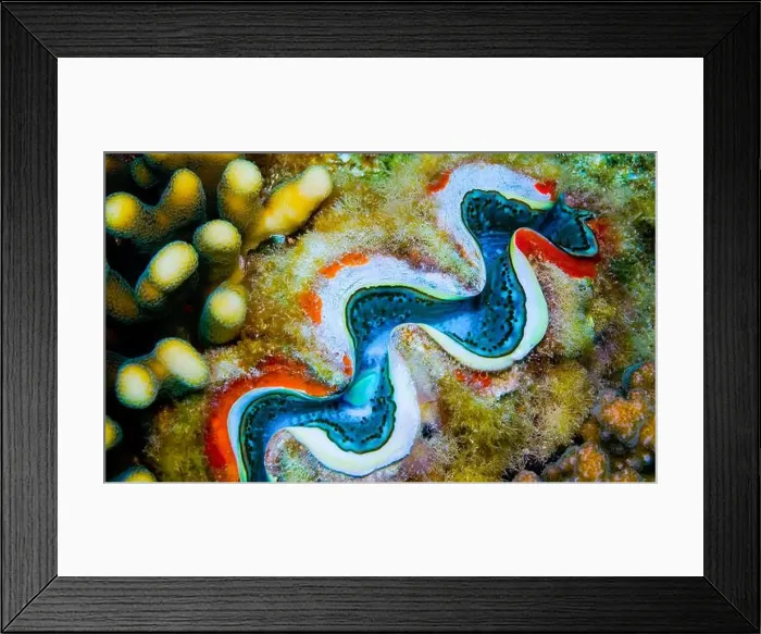 Framed Print : Giant Clam, Tridacna maxima, Reef Building Corals, Coral Reef, Red Sea, Egypt, Africa Framed Print : Giant Clam, Tridacna maxima, Reef Building Corals, Coral Reef, Red Sea, Egypt, Africa