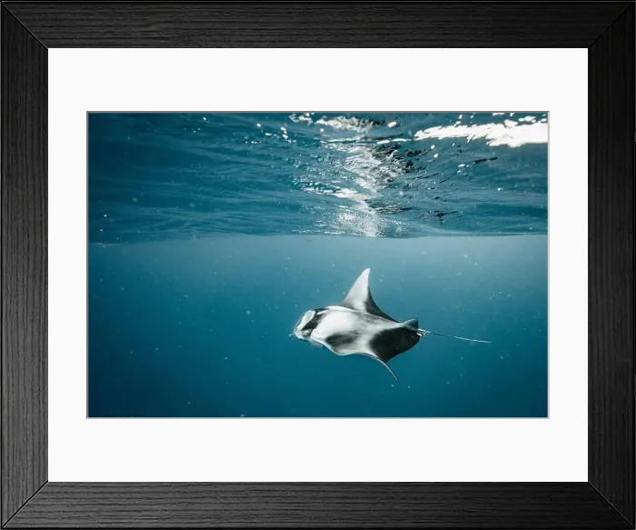 Framed Print : Manta ray feeding on plankton in the Maldives Framed Print : Manta ray feeding on plankton in the Maldives