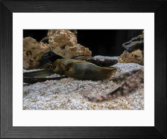 Framed Print : A striped catshark eggs cat shark underwater Framed Print : A striped catshark eggs cat shark underwater