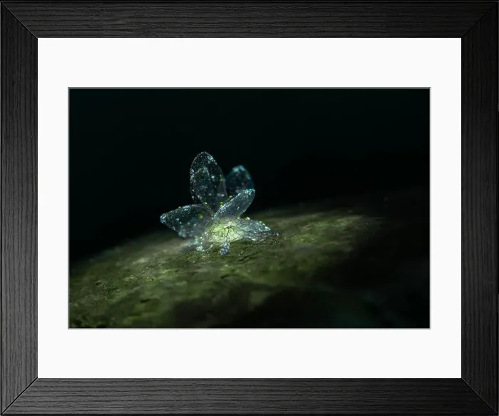 Framed Print : Dark-Net Butterfly Slug Cyerce sp. 4, NSSI2. Underwater macro photography from Romblon, Philippines Framed Print : Dark-Net Butterfly Slug Cyerce sp. 4, NSSI2. Underwater macro photography from Romblon, Philippines