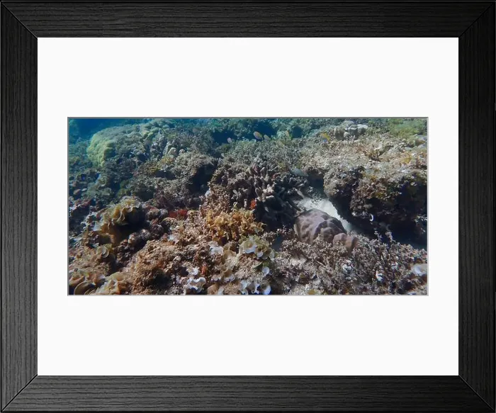 Framed Print : Vibrant coral reef with live and dead corals, surrounded by schooling reef fish in Bawean Island, East Java, Indonesia Framed Print : Vibrant coral reef with live and dead corals, surrounded by schooling reef fish in Bawean Island, East Java, Indonesia