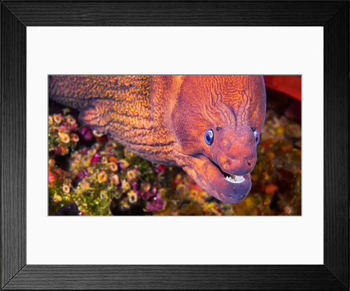 Framed Print : Moray Eel, Muraena helena, Cabo Cope-Puntas del Calnegre Natural Park Framed Print : Moray Eel, Muraena helena, Cabo Cope-Puntas del Calnegre Natural Park