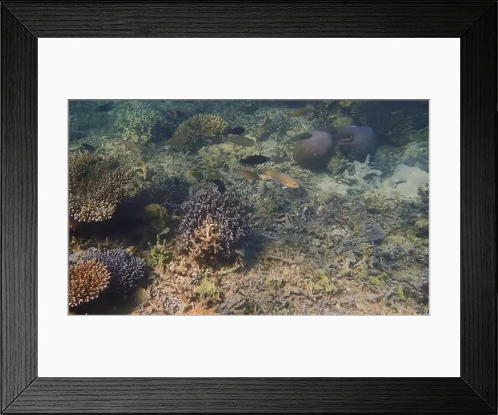 Framed Print : Vibrant coral reef with live and dead corals, surrounded by schooling reef fish in Bawean Island, East Java, Indonesia Framed Print : Vibrant coral reef with live and dead corals, surrounded by schooling reef fish in Bawean Island, East Java, Indonesia