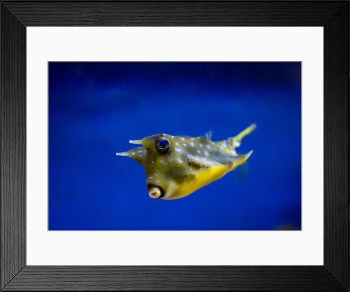 Framed Print : A vibrant and colorful fish showcasing an unusual and fascinating shape within a beautiful marine environment Framed Print : A vibrant and colorful fish showcasing an unusual and fascinating shape within a beautiful marine environment