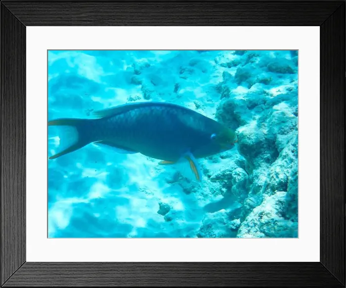 Framed Print : Male Queen parrotfish (Scarus vetula) against white sand sea ground (Bonaire, Caribbean Netherlands) Framed Print : Male Queen parrotfish (Scarus vetula) against white sand sea ground (Bonaire, Caribbean Netherlands)