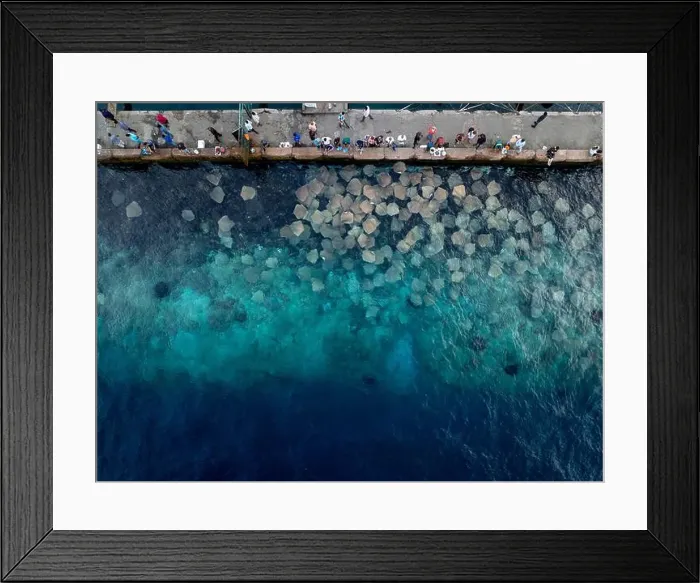 Framed Print : Stingray watching point in Malé city, maldives islands. Next to the port and fish market Framed Print : Stingray watching point in Malé city, maldives islands. Next to the port and fish market