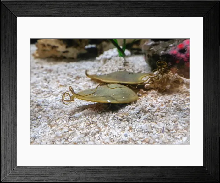 Framed Print : A Swell Shark eggs underwater close up Framed Print : A Swell Shark eggs underwater close up