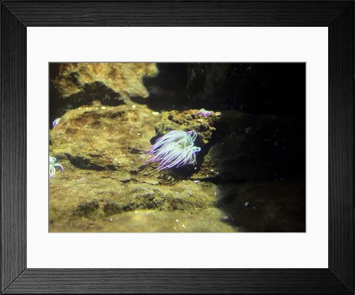 Framed Print : Anemone on a rock in an aquarium tank seen up close Framed Print : Anemone on a rock in an aquarium tank seen up close