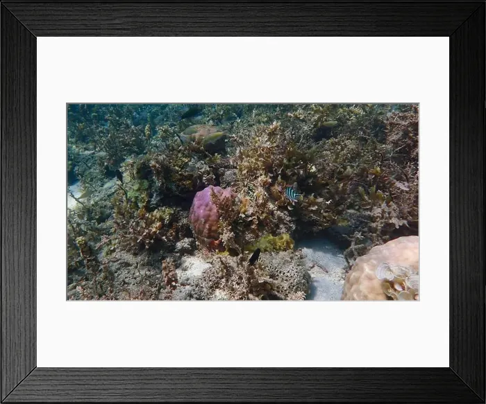 Framed Print : Vibrant coral reef with live and dead corals, surrounded by schooling reef fish in Bawean Island, East Java, Indonesia Framed Print : Vibrant coral reef with live and dead corals, surrounded by schooling reef fish in Bawean Island, East Java, Indonesia