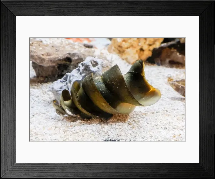 Framed Print : port jackson shark eggs underwater detail Framed Print : port jackson shark eggs underwater detail
