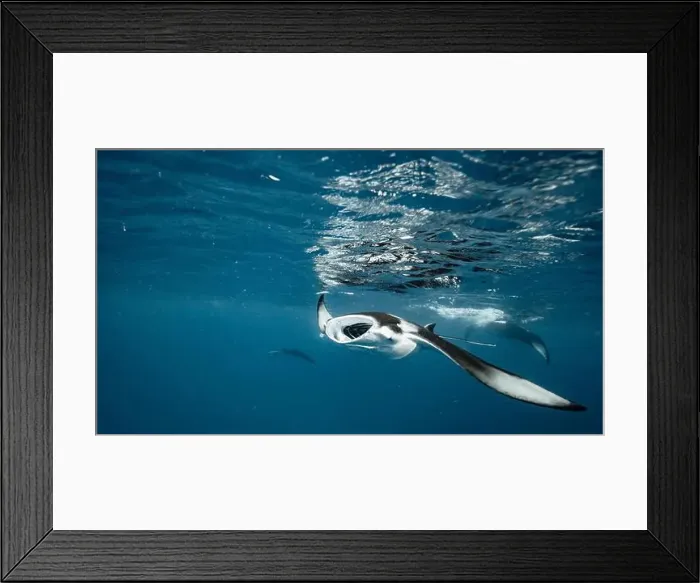 Framed Print : Manta ray feeding on plankton in the Maldives Framed Print : Manta ray feeding on plankton in the Maldives