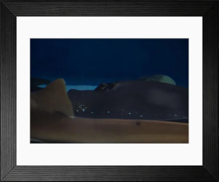 Framed Print : Sawfish on the sand in an aquarium tank seen up close Framed Print : Sawfish on the sand in an aquarium tank seen up close