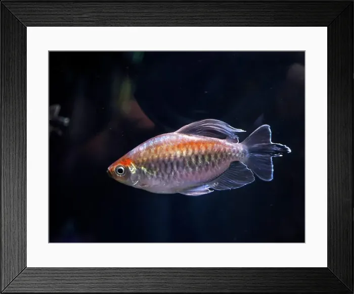Framed Print : AN African Knifefish Xenomystus Nigri underwater